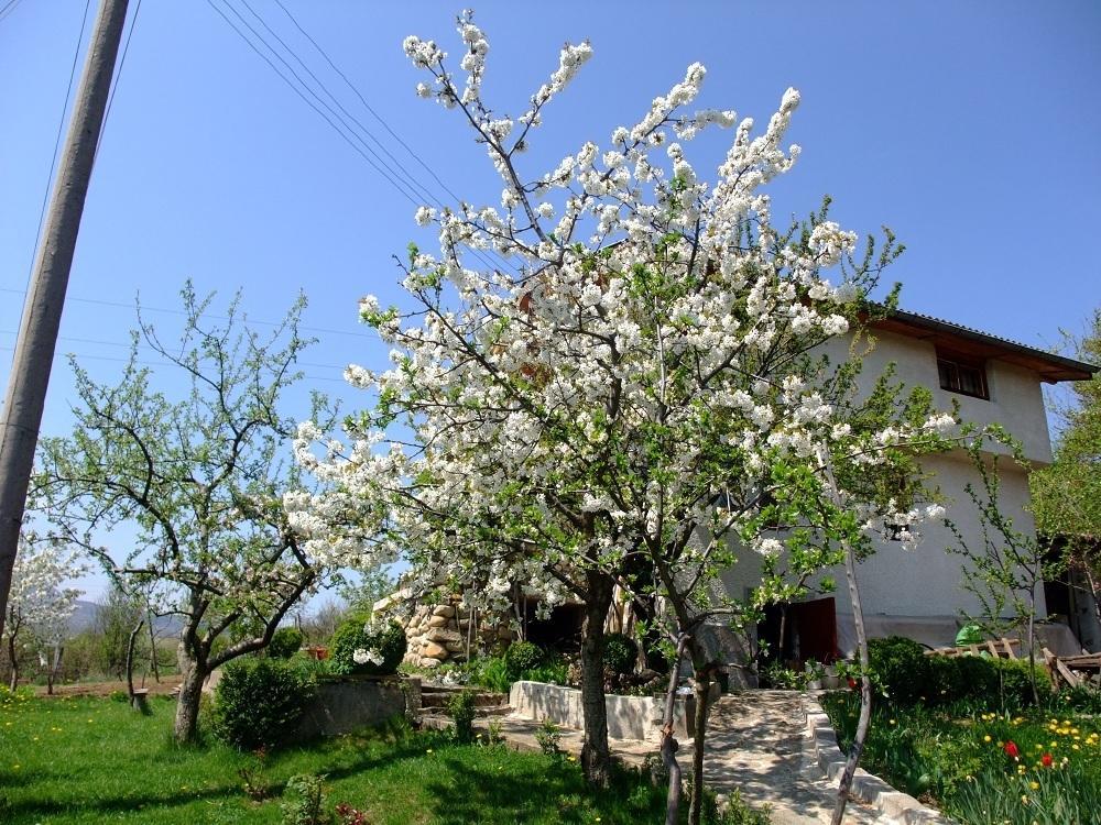 Къща за гости Каза Роза - Swiss Style Chalet Casa Rosa Guest House Кюстендил Номер фото